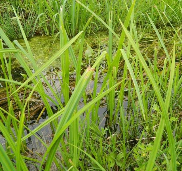 Potrebbero essere uova? S. Uova di Tabanidae